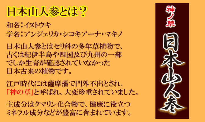 日本山人参（イヌトウキ） とは？