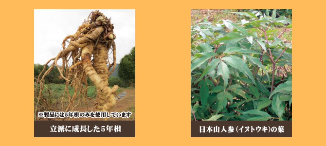 日本山人参（イヌトウキ） 5年根と葉